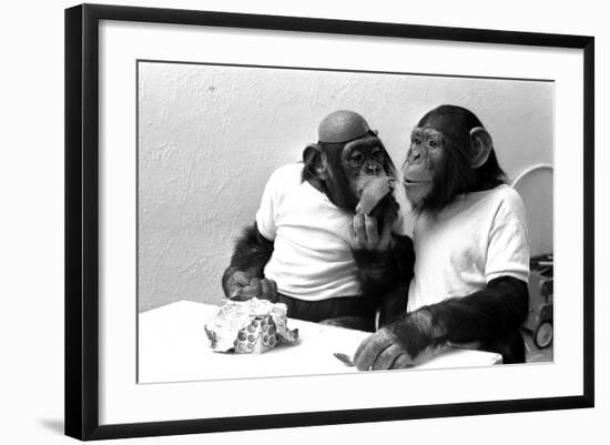 Two Chimpanzees celebrating Easter-Staff-Framed Photographic Print