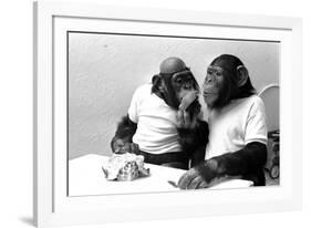 Two Chimpanzees celebrating Easter-Staff-Framed Photographic Print