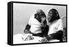 Two Chimpanzees celebrating Easter-Staff-Framed Stretched Canvas