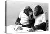 Two Chimpanzees celebrating Easter-Staff-Stretched Canvas