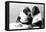 Two Chimpanzees celebrating Easter-Staff-Framed Stretched Canvas