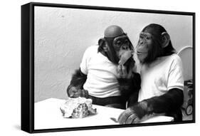 Two Chimpanzees celebrating Easter-Staff-Framed Stretched Canvas
