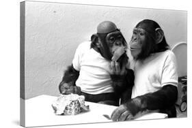 Two Chimpanzees celebrating Easter-Staff-Stretched Canvas