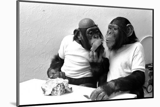 Two Chimpanzees celebrating Easter-Staff-Mounted Photographic Print