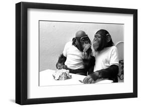 Two Chimpanzees celebrating Easter-Staff-Framed Premium Photographic Print