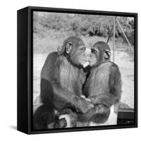 Two Chimpanzees Hugging-Michael J. Ackerman-Framed Stretched Canvas