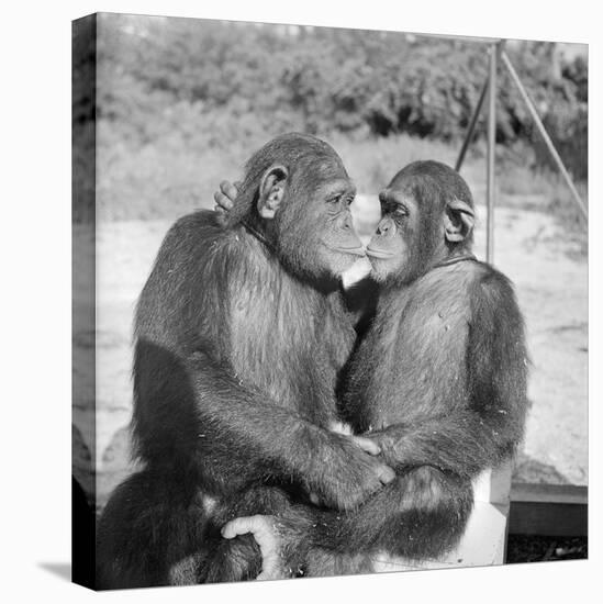 Two Chimpanzees Hugging-Michael J. Ackerman-Stretched Canvas