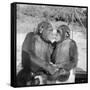 Two Chimpanzees Hugging-Michael J. Ackerman-Framed Stretched Canvas