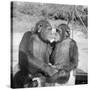 Two Chimpanzees Hugging-Michael J. Ackerman-Stretched Canvas