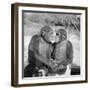 Two Chimpanzees Hugging-Michael J. Ackerman-Framed Photographic Print