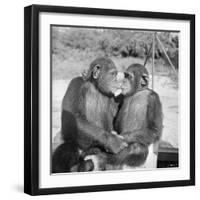 Two Chimpanzees Hugging-Michael J. Ackerman-Framed Photographic Print