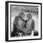 Two Chimpanzees Hugging-Michael J. Ackerman-Framed Photographic Print