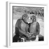 Two Chimpanzees Hugging-Michael J. Ackerman-Framed Photographic Print