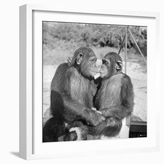 Two Chimpanzees Hugging-Michael J. Ackerman-Framed Photographic Print