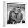 Two Chimpanzees Hugging-Michael J. Ackerman-Framed Photographic Print