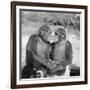 Two Chimpanzees Hugging-Michael J. Ackerman-Framed Photographic Print