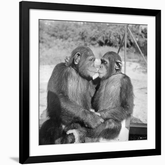 Two Chimpanzees Hugging-Michael J. Ackerman-Framed Photographic Print