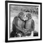 Two Chimpanzees Hugging-Michael J. Ackerman-Framed Photographic Print