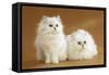 Two Chinchilla Cats in Studio-null-Framed Stretched Canvas