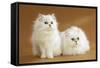 Two Chinchilla Cats in Studio-null-Framed Stretched Canvas