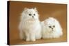 Two Chinchilla Cats in Studio-null-Stretched Canvas