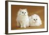 Two Chinchilla Cats in Studio-null-Framed Photographic Print