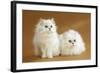 Two Chinchilla Cats in Studio-null-Framed Photographic Print