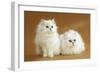 Two Chinchilla Cats in Studio-null-Framed Photographic Print