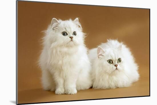 Two Chinchilla Cats in Studio-null-Mounted Photographic Print