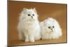 Two Chinchilla Cats in Studio-null-Mounted Photographic Print