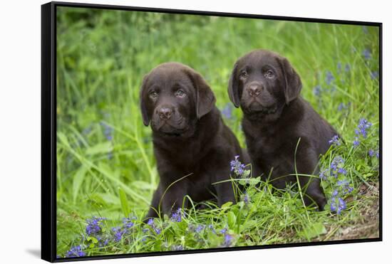 Two chocolate labrador puppies, Connecticut, USA-Lynn M. Stone-Framed Stretched Canvas