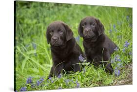 Two chocolate labrador puppies, Connecticut, USA-Lynn M. Stone-Stretched Canvas