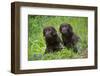 Two chocolate labrador puppies, Connecticut, USA-Lynn M. Stone-Framed Photographic Print