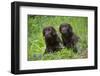 Two chocolate labrador puppies, Connecticut, USA-Lynn M. Stone-Framed Photographic Print