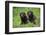 Two chocolate labrador puppies, Connecticut, USA-Lynn M. Stone-Framed Photographic Print