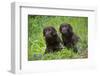 Two chocolate labrador puppies, Connecticut, USA-Lynn M. Stone-Framed Photographic Print