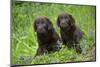 Two chocolate labrador puppies, Connecticut, USA-Lynn M. Stone-Mounted Photographic Print