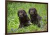 Two chocolate labrador puppies, Connecticut, USA-Lynn M. Stone-Framed Photographic Print