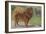 Two Chow Dogs Standing-Louis Agassiz Fuertes-Framed Art Print