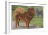 Two Chow Dogs Standing-Louis Agassiz Fuertes-Framed Art Print