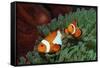 Two Clown Anemonefishes, Amphiprion Ocellaris, Indonesia, Bali, Indian Ocean-Reinhard Dirscherl-Framed Stretched Canvas