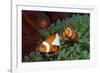Two Clown Anemonefishes, Amphiprion Ocellaris, Indonesia, Bali, Indian Ocean-Reinhard Dirscherl-Framed Photographic Print