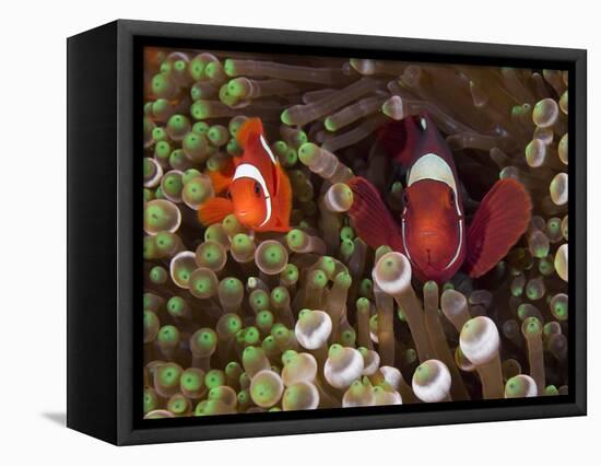 Two Clownfish Among Anemone Tentacles, Raja Ampat, Indonesia-null-Framed Stretched Canvas