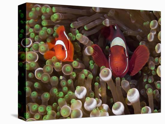 Two Clownfish Among Anemone Tentacles, Raja Ampat, Indonesia-null-Stretched Canvas