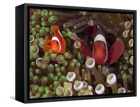 Two Clownfish Among Anemone Tentacles, Raja Ampat, Indonesia-null-Framed Stretched Canvas
