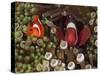 Two Clownfish Among Anemone Tentacles, Raja Ampat, Indonesia-null-Stretched Canvas