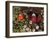 Two Clownfish Among Anemone Tentacles, Raja Ampat, Indonesia-null-Framed Premium Photographic Print