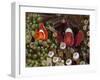 Two Clownfish Among Anemone Tentacles, Raja Ampat, Indonesia-null-Framed Premium Photographic Print