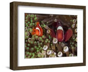 Two Clownfish Among Anemone Tentacles, Raja Ampat, Indonesia-null-Framed Photographic Print