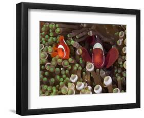 Two Clownfish Among Anemone Tentacles, Raja Ampat, Indonesia-null-Framed Photographic Print